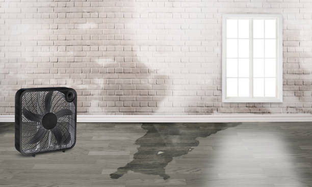 Best Water damage cleanup near me  in Angola On The Lake, NY